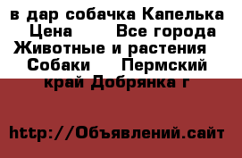 в дар собачка Капелька › Цена ­ 1 - Все города Животные и растения » Собаки   . Пермский край,Добрянка г.